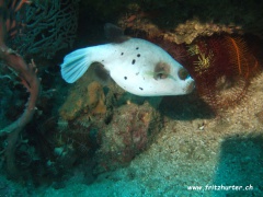 Arothron nigropunctatus (Schwarzfleckenkugelfisch)